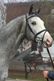 Harry P (po Hickstead White)